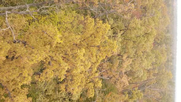 Vertical Video of a Forest Landscape on an Autumn Day in Ukraine