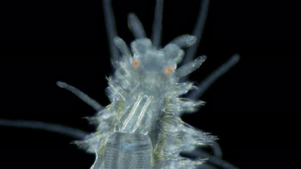 worm Polychaeta under a microscope, Syllidae family