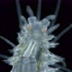 worm Polychaeta under a microscope, Syllidae family - VideoHive Item for Sale