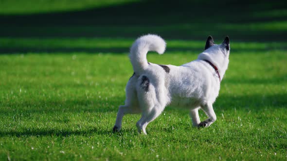 White Dog Running Lawn Sunny Park