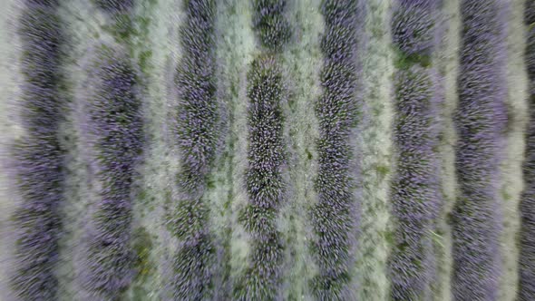 Lavender Scented Fields in Endless Rows with Blooming Flowers Aerial View Drone Purple Field Against