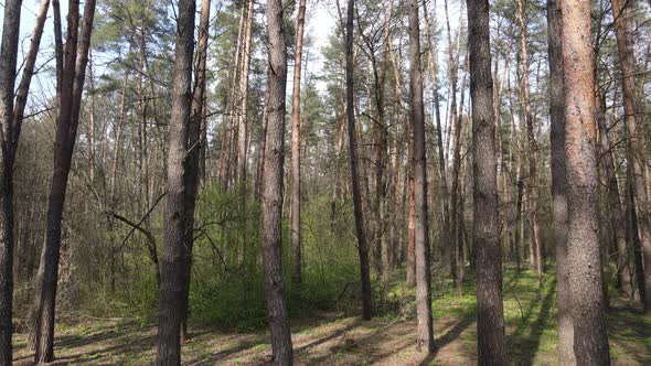 Beautiful Forest Landscape Aerial View Slow Motion