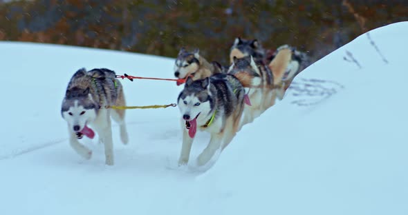 Portrait a Husky Dog Sled Running Along a Snowy Road Dogs Running Around the Bend