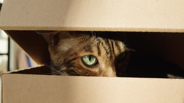 Bengal Cat Sitting in Cardboard Box in Living Room