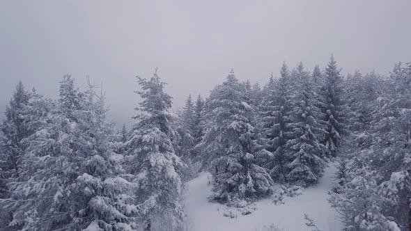 Aerial Winter Forest