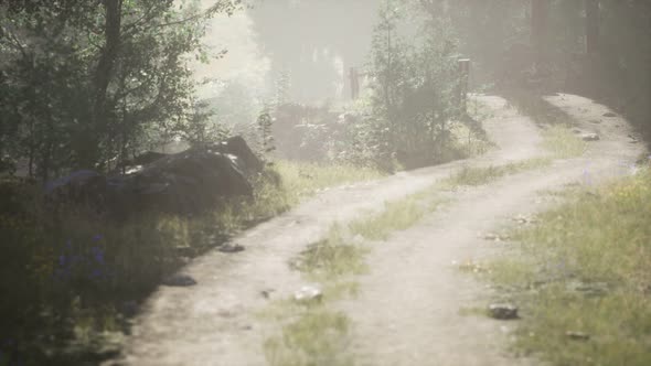 Sunbeams Entering Coniferous Stand on a Misty Summer Morning