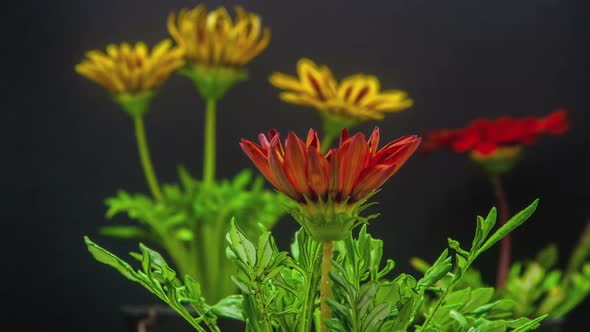 Gazania Flower Blossoming 6