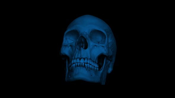 Adult Human Skull Rotating In The Dark Loop