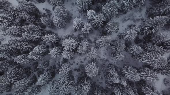 Aerial winter footage. Flying over frozen forest in snowy day.