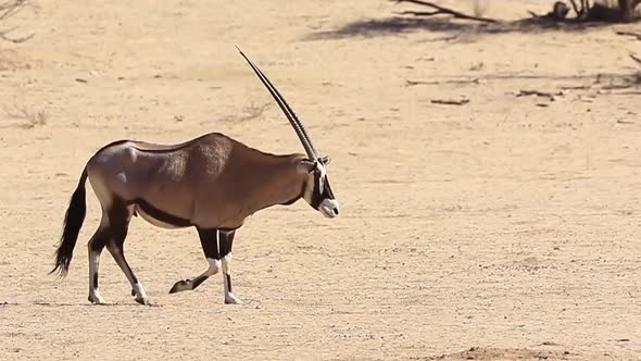 Beautiful female Gemsbok Oryx walks through Kalahari Desert frame