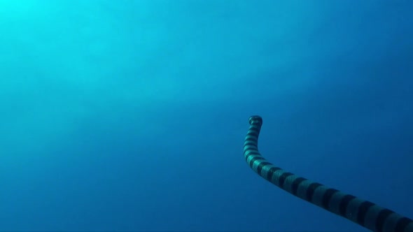 yellow-lipped sea snake (Laticauda colubrina) ascending towards ocean surface, close up shot