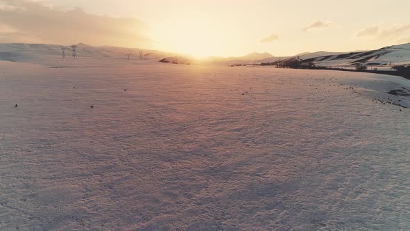 Crows at Sunset in Winter