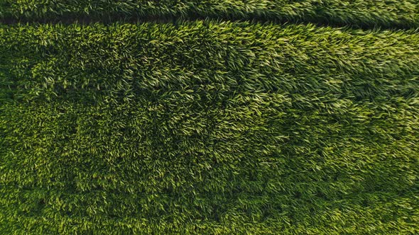 Top View of Dense Green Grass with Traces of a Passed Car