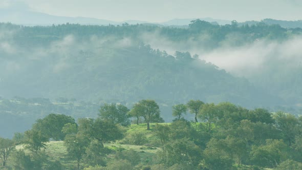 Mist hangs in the hills of Alentejo, Portugal, behind cork oak trees