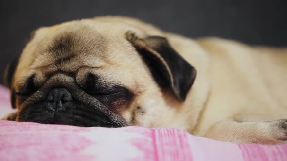 Close-up Cute Pug Dog Falls Asleep, Lying on the Rose Blanket, Tired