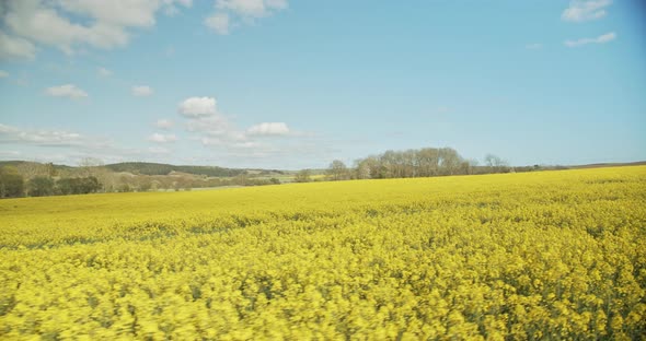 Beautiful Yellow Field with Canola Plants Swaying with the Wind