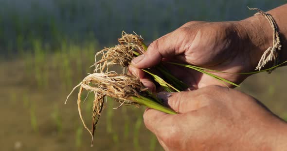 Young farmer preparing rice seedlings in hand