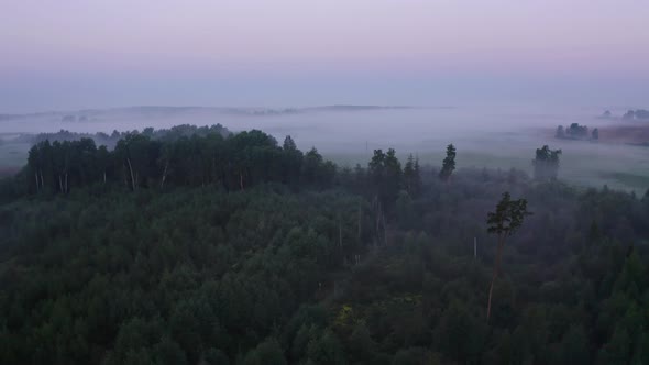 Flight Above Forest