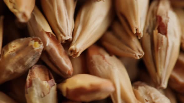 Malt Grains Closeup