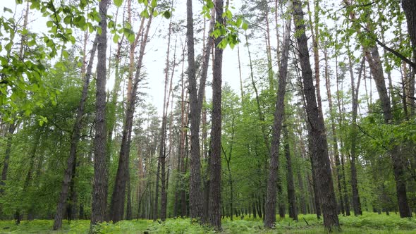 Summer Forest with Pine Trees Slow Motion