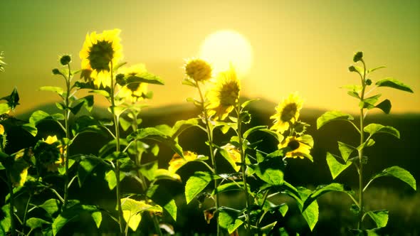 Big Beautiful Sunflowers at Sunset