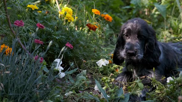 Cute Spaniel Puppy Dog in Flower Garden Sits Up in Slow Motion, Fixed Soft Focus. Black and White En