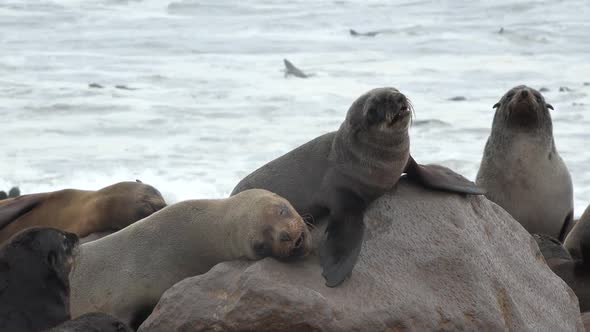 Rookery of a Seal Colony on the Atlantic Ocean in Namibia