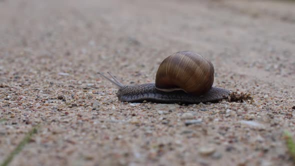 Snail On The Road