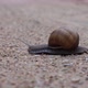 Snail On The Road - VideoHive Item for Sale
