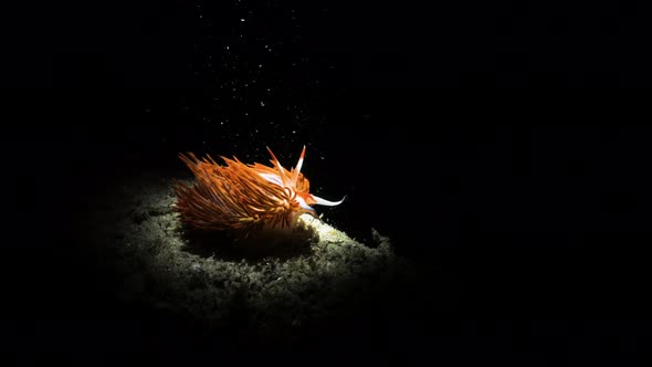 Unique artistic underwater video of a vibrant sea creature in the dark lit up only by the light of a