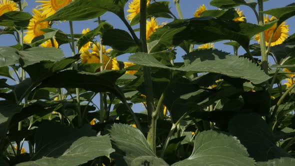 Slow motion tilting on sunflower Helianthus annuus plant