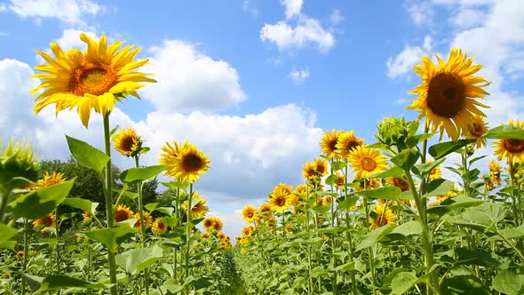 Field Of Yellow Sunflowers