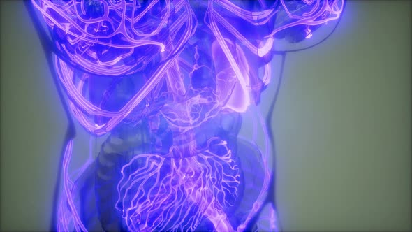 Blood Vessels of Human Body alt