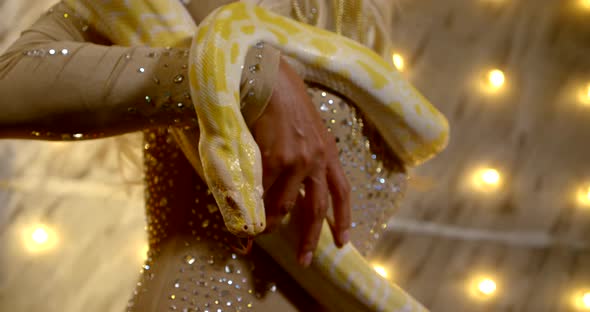 Woman Is Holding Yellow Python on Her Body, Closeup View in Circus