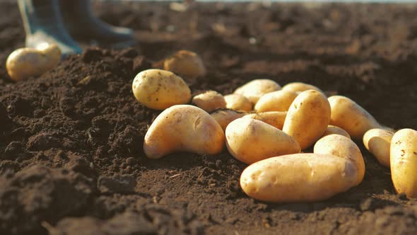 Farmer Digging Up the Potatoes Crop