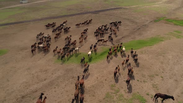 Herd Horse On The Field