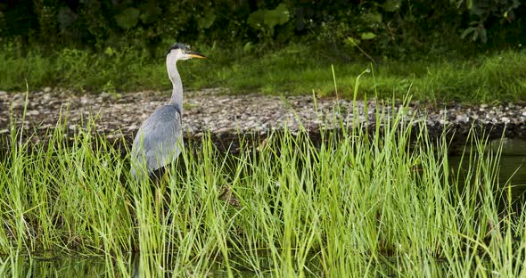 The Gray Heron Stands in the Swamp While Hunting for Small Fish and Frogs