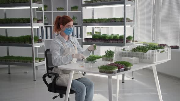 Organic Business Young Woman Wearing a Medical Mask Packs Fresh Cut Micro Greens Sprouts Into