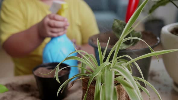 Close Up Little Boy Taking Care Of Plant At Home