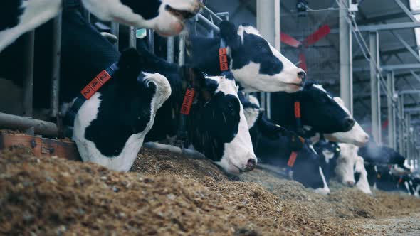 Cows in the Cowshed are Eating Hay