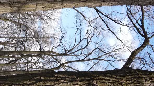 Vertical Video of the Forest with Trees Without Leaves