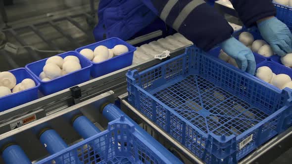 Woman Worker is Putting Containers of Mushrooms on Conveyor Belt at Agro Company Spbd