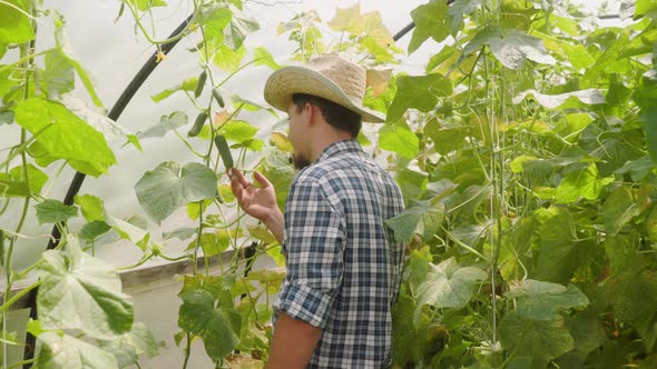Handsome young farmer man or gardener examining cucumber plants in his greenhouse.