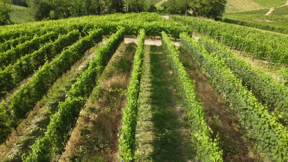 Vineyard in Barbaresco Monferrato, Piedmont