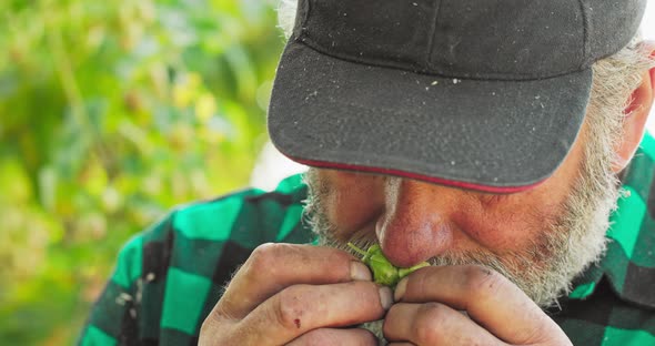 An Elderly Farmer Smells Flowers of Hop Plants Used in Making Craft Organic Beer