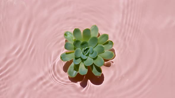 Top View Slow Motion of Waves Water on Pink Background