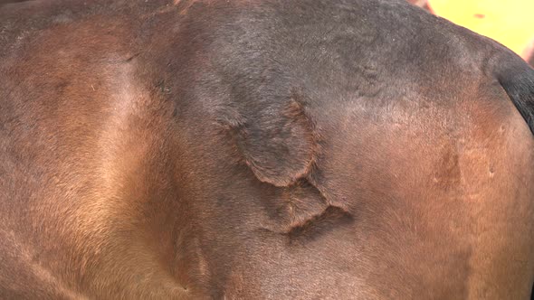 Brand Symbol on Horse Skin