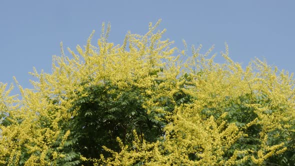 Goldenrain tree  Koelreuteria paniculata against blue sky 4K video