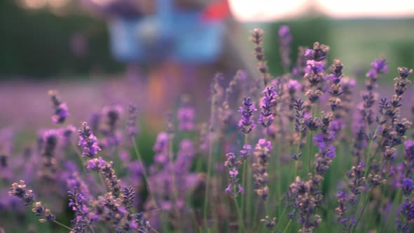 Beautiful Purple Flowers in Lavender Meadow