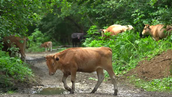 Many Cows Are Grazing in the Forest. They Cross the Road. Cow Eyes with Many Annoying Flies. Brown